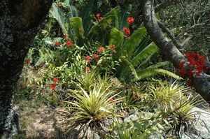 *** U GIARDINU DI L'ISULI