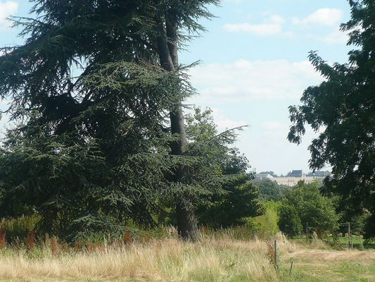 ARBORETUM DE VERSAILLES-CHEVRELOUP