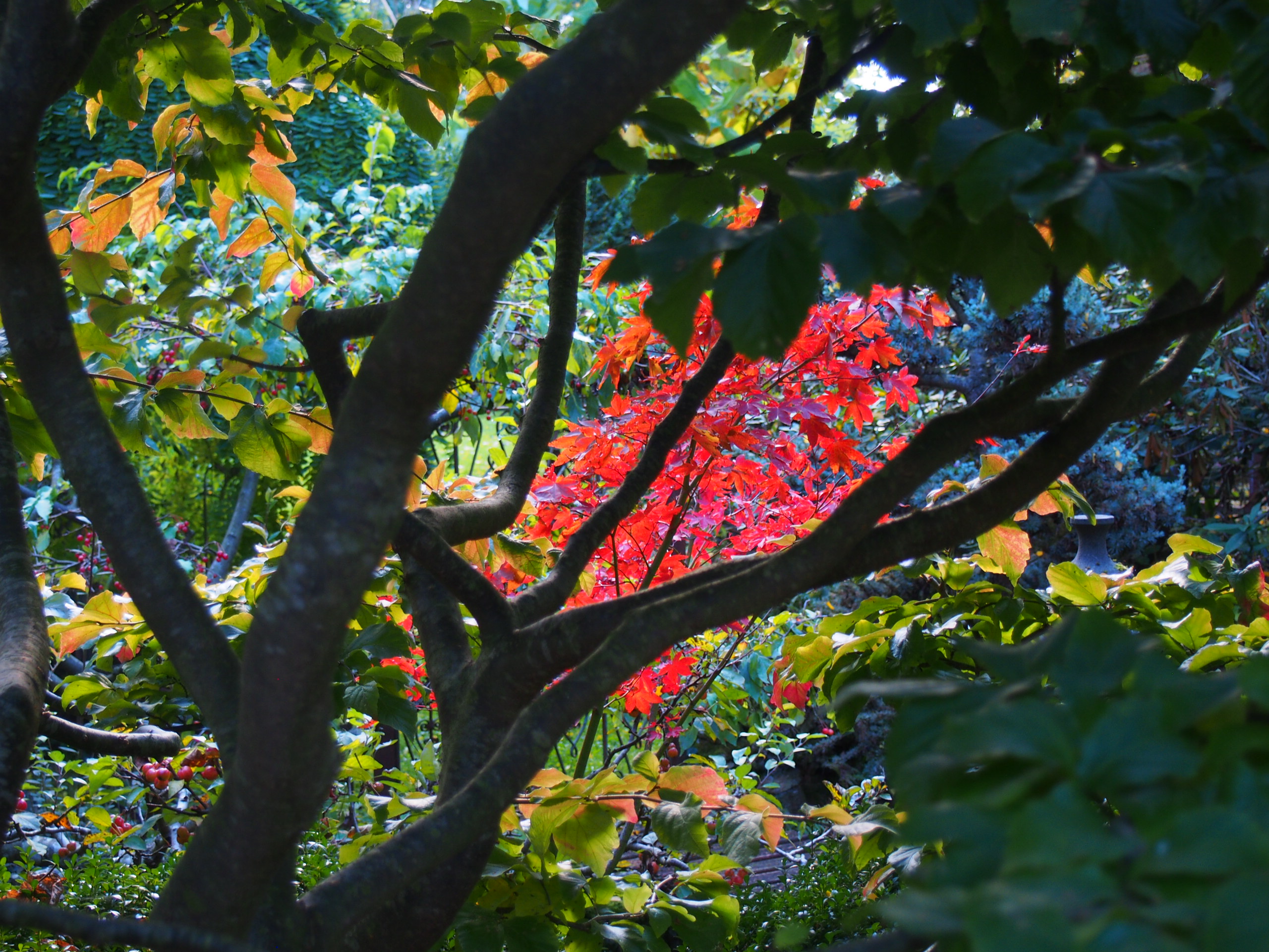 ♥♥♥ JARDIN LA PARMELIE   